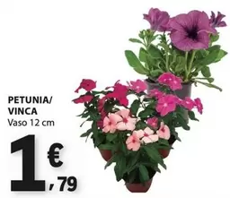 Petunia/ Vinca