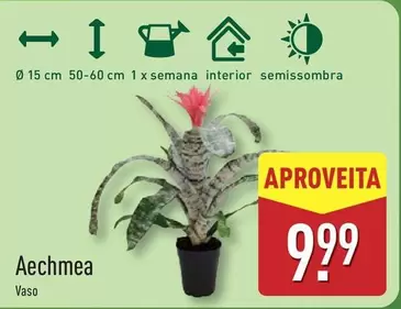 Aechmea Vaso