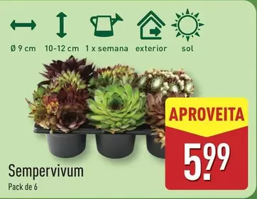 Sol - Sempervivulm