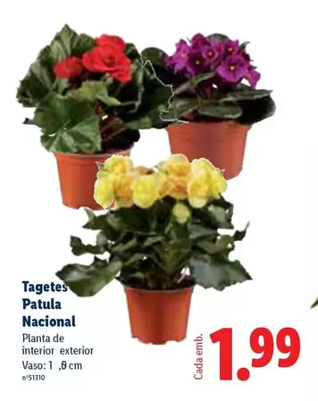 Nacional - Tagetes Patula