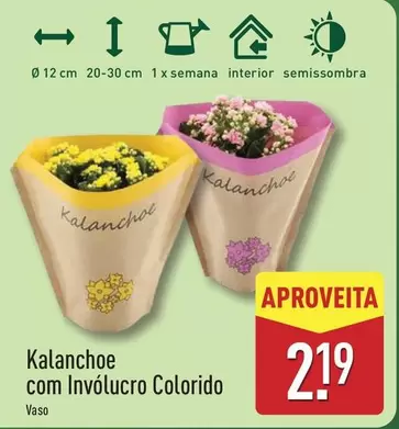 .Com - Kalanchoe Com Involucro Colorido