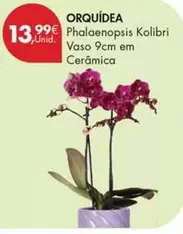 Orquidea