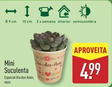 Mini -  Suculenta