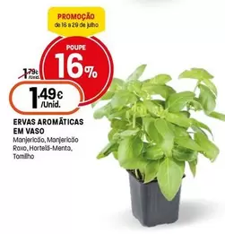 Ervas Aromaticas Em Vaso