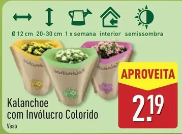 .Com - Kalanchoe Com Involucro Colorido