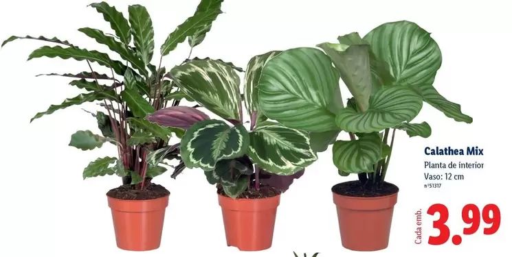 Mix - Calathea