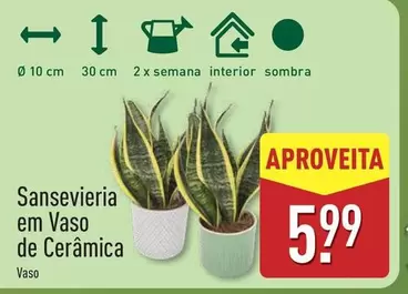 Sansevieria Em Vaso De Cerámica