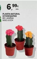 Planta - Natural Gymnojapan