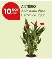 Anthurium Vaso Ceràmica 12cm