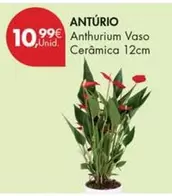 Anthurium Vaso Ceràmica 12cm