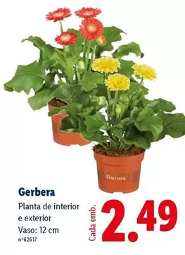 Planta - De Interior E Exterior