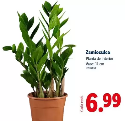 Planta - Zamioculca