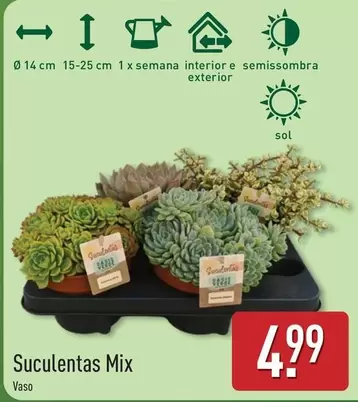 Sol - Suculentas Mix