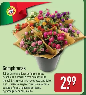 forma+ - Gomphrenas