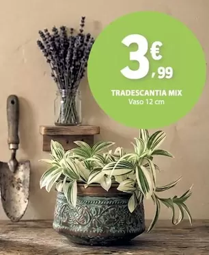 Mix - Tradescantia