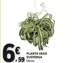 Planta - Vaso Suspensa