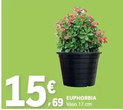 Euphorbi
