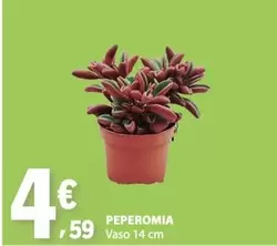Peperomia