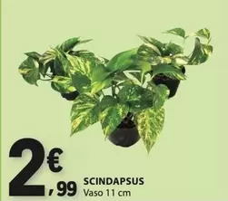 Scindapsus