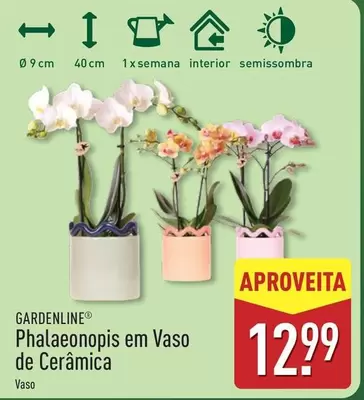 Phalaenopsis Em Vaso De Cerámica