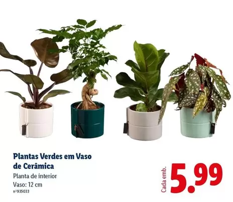 Planta - s Verdes Em Vaso De Cerámica