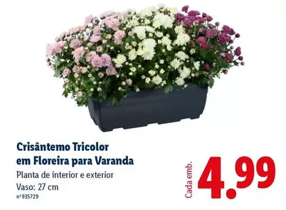 Planta - Crisantemo Tricolor Em Floreira Para Varanda