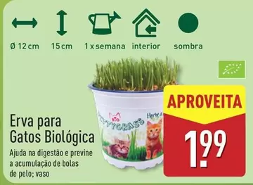 A+ - Erva Para Gatos Biologica
