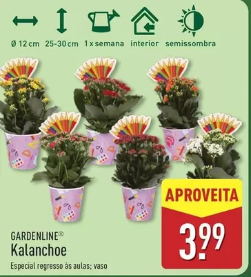 Kalanchoe