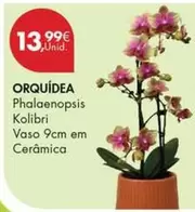 Orquídea