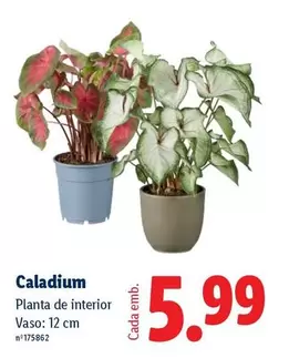 Planta - De Interior