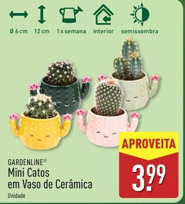 Mini -  Catos Em Vaso De Cerámica