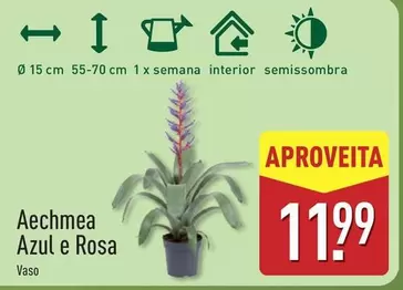 Aechmea Azul E Rosa
