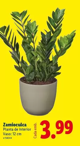 Planta - Zamioculca