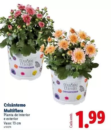 Planta - Cristantemo Multiflora