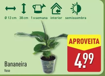 Bananeira