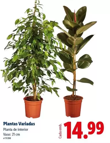 Planta - s Variadas