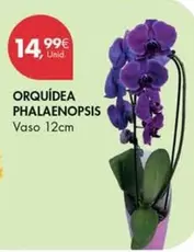 Orquidea Phalaenopsis
