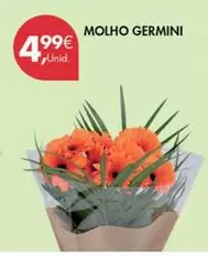 Molho Germini
