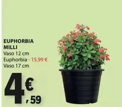 Euphorbia Milli