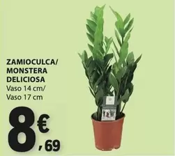 Delicious - Zamioculca/Monstera