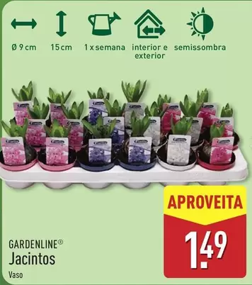 Jacintos