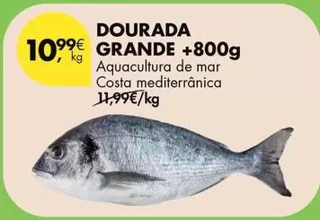 Aquacultura - Dourada Grande +800g