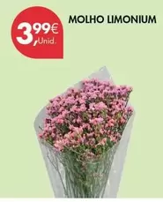 Molho Limonium