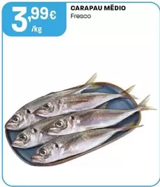 Carapau Medio
