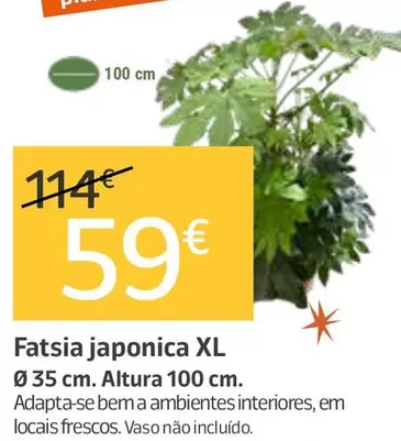Fatsia Japonica Xl