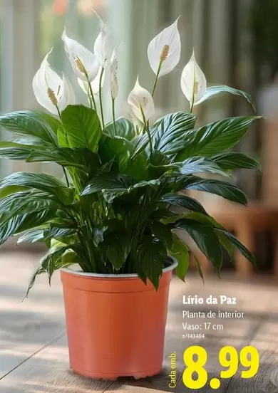 Planta - Lfrio Da Paz