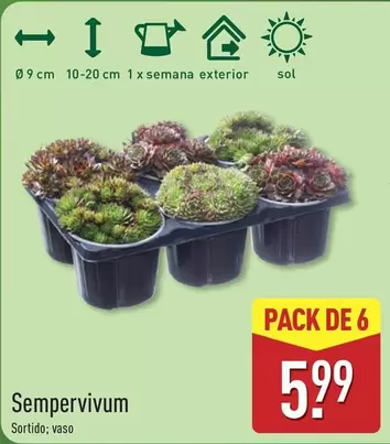 A+ - Sempervi Sum