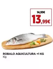 Robalo Aquicultura 