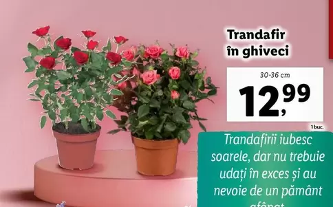 Trandafir în ghiveci