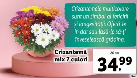 Crizantemă mix 7 culori